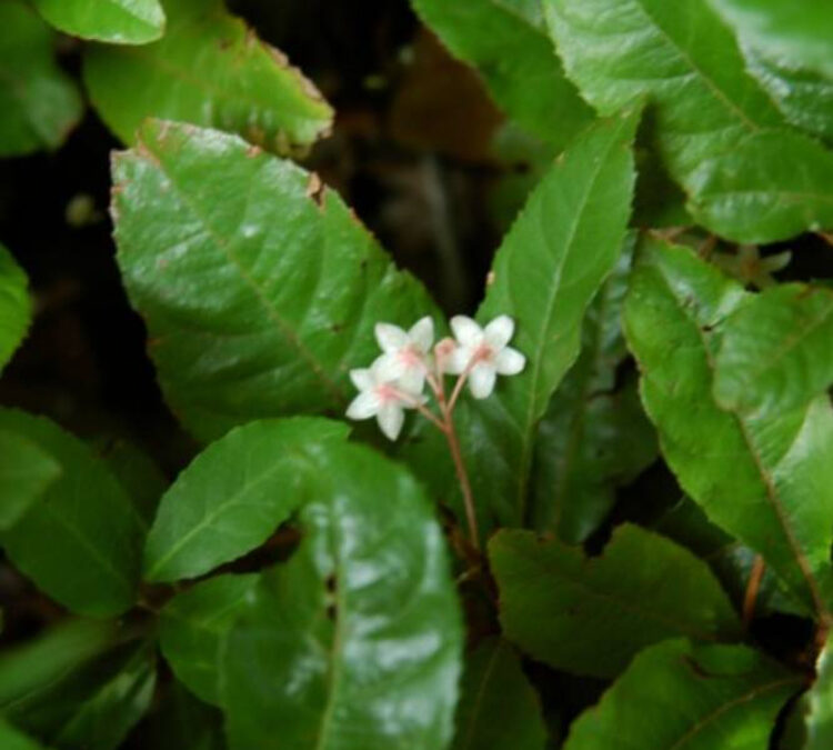 Ground Covers