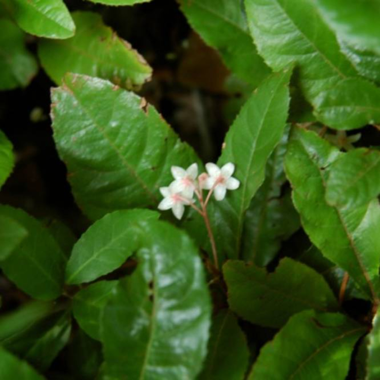 Ardesia