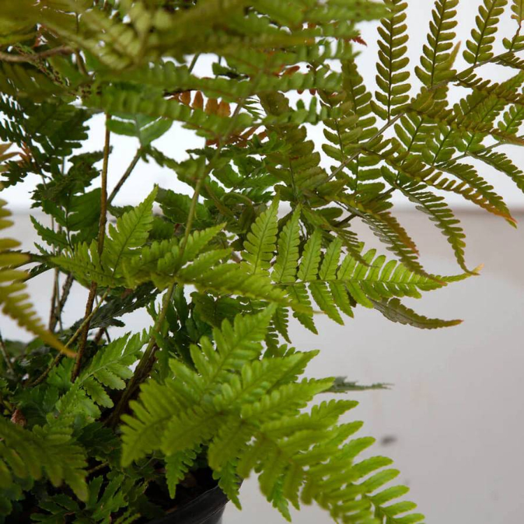 Autumn Fern
