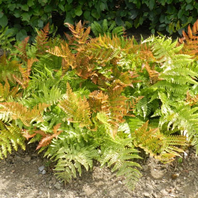 Autumn Fern