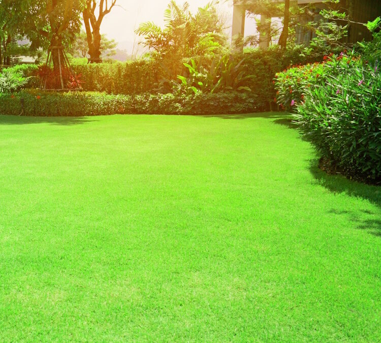Sod & Seed