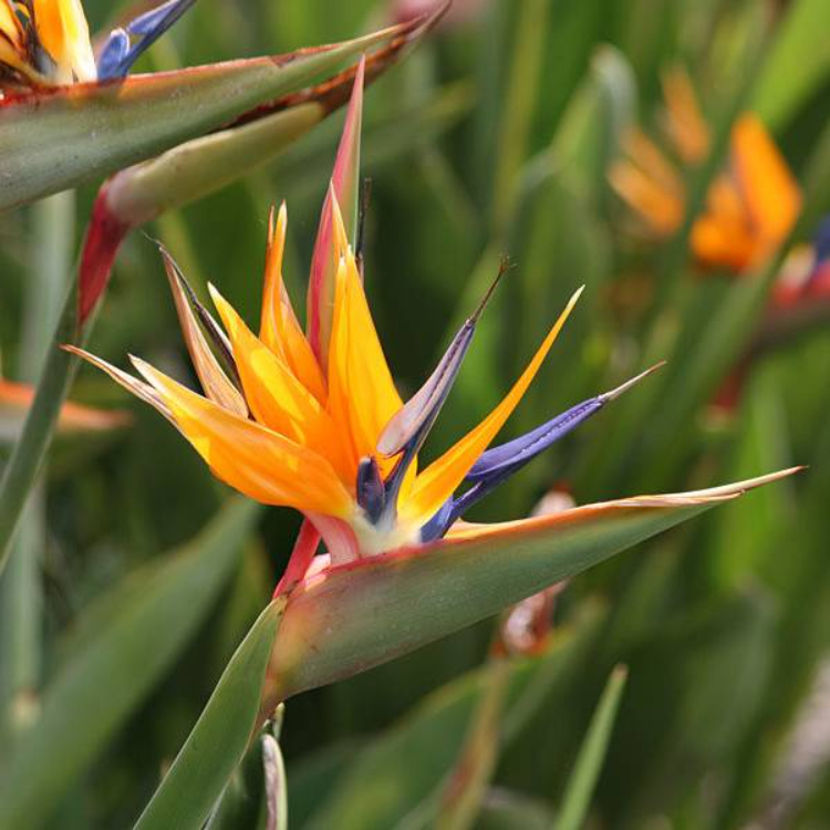 Bird of Paradise Orange