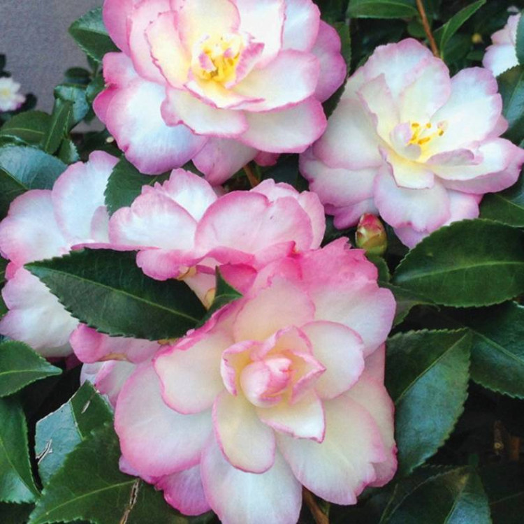 Camellia Sasanqua Leslie Anne