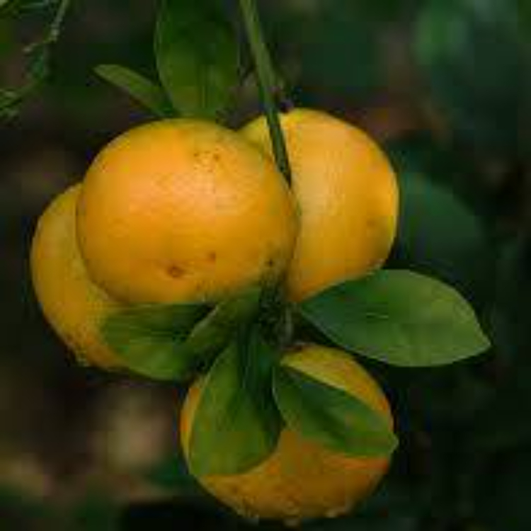 Citrus Lemon (Meyer)