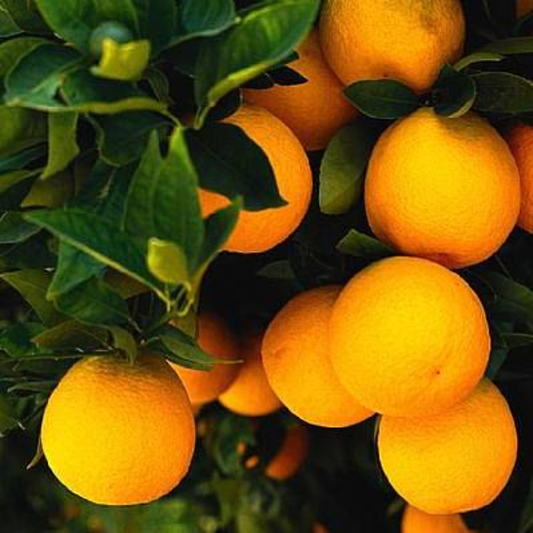Citrus Orange (LA Sweet)