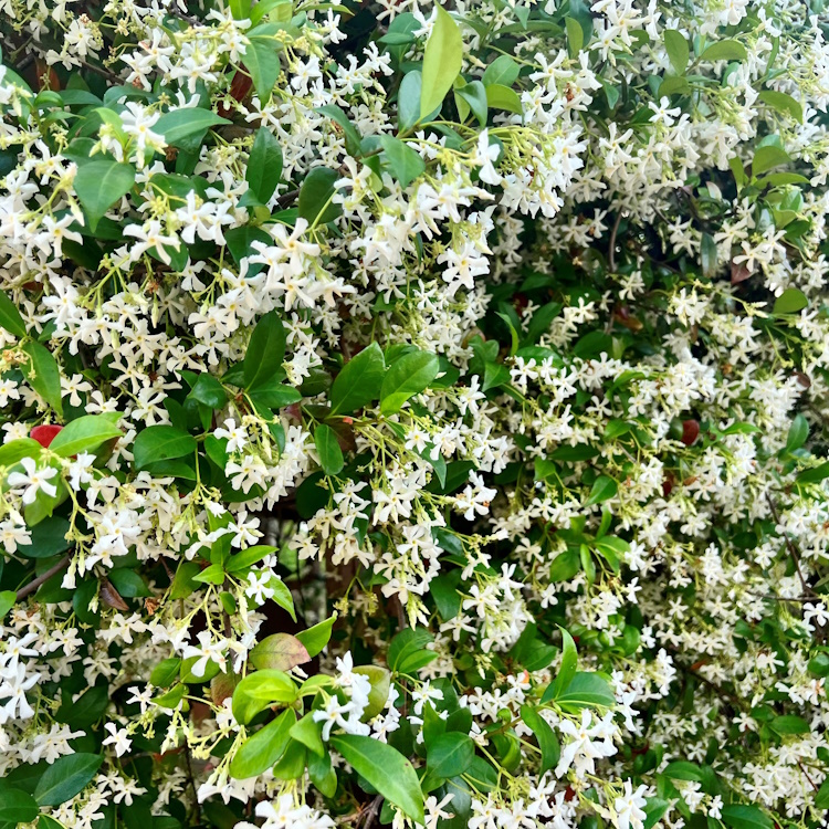 Confederate Jasmine