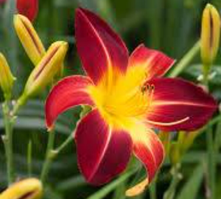 Tropicals, Bulbs, Lillies, Irises