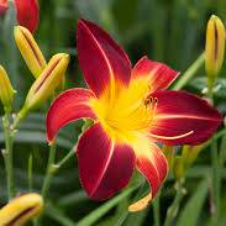 Tropicals, Bulbs, Lillies, Irises