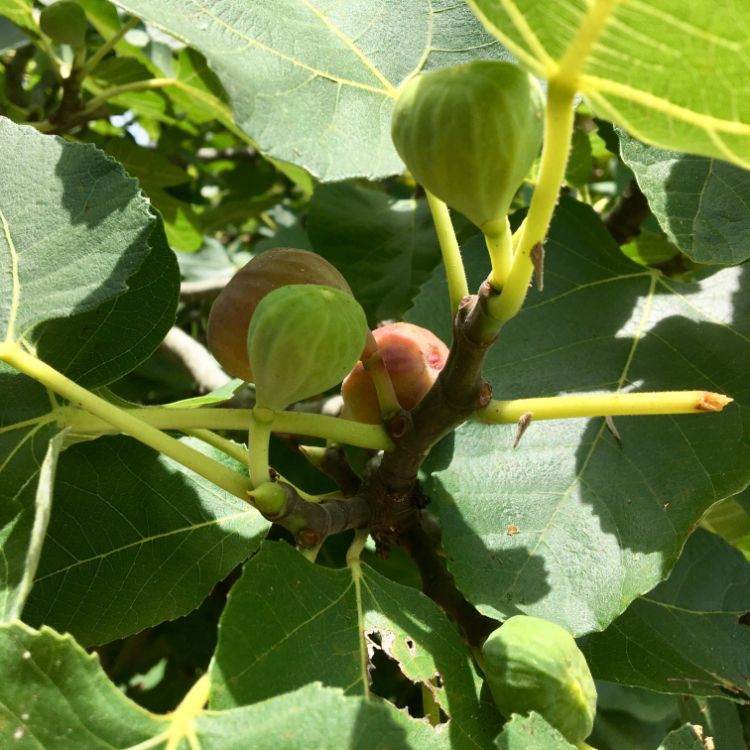 Fig Tree