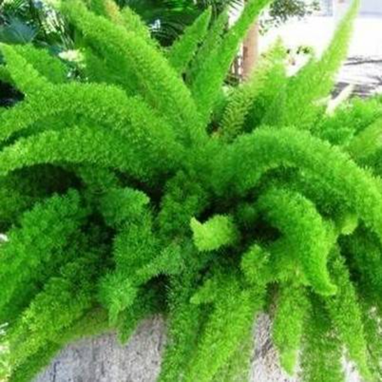 Foxtail Fern