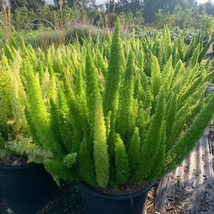 Foxtail Fern