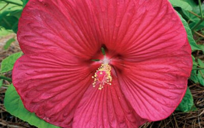 Maximize Sunlight for Thriving Gardens