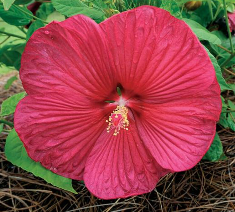 Hibiscus Tropical