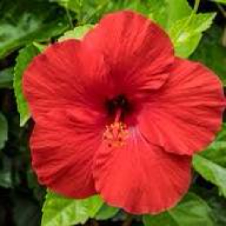 Hibiscus