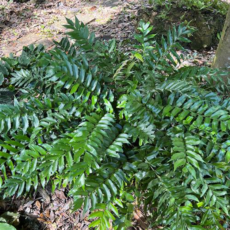 Holly Fern