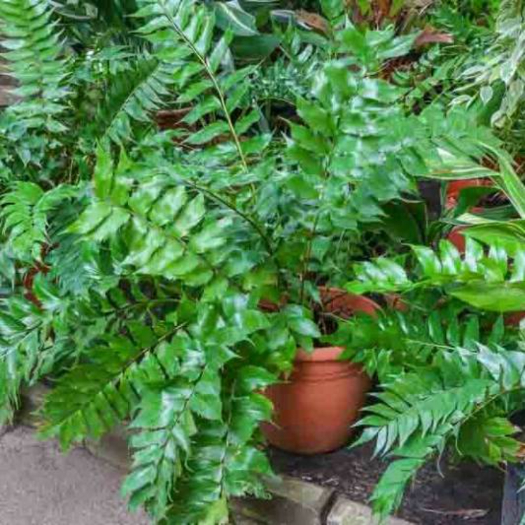 Holly Fern