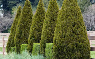 Garden Windbreaks for Lafayette Landscapes