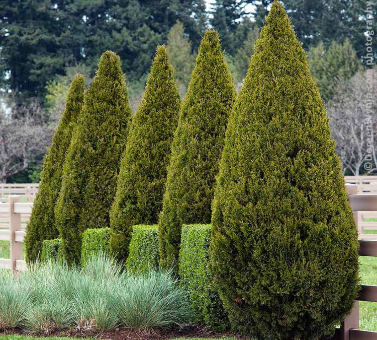 Garden Windbreaks for Lafayette Landscapes