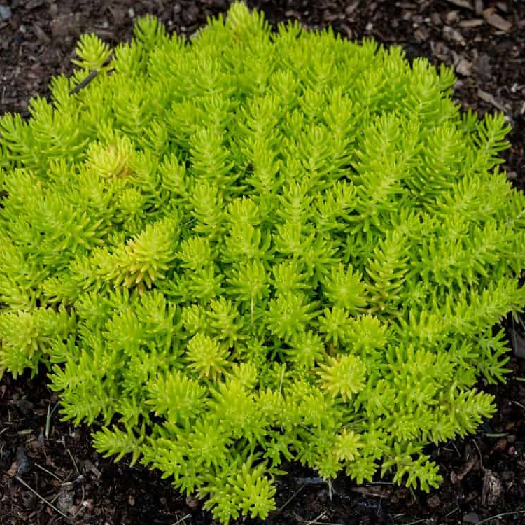 Lemon Ball Sedum