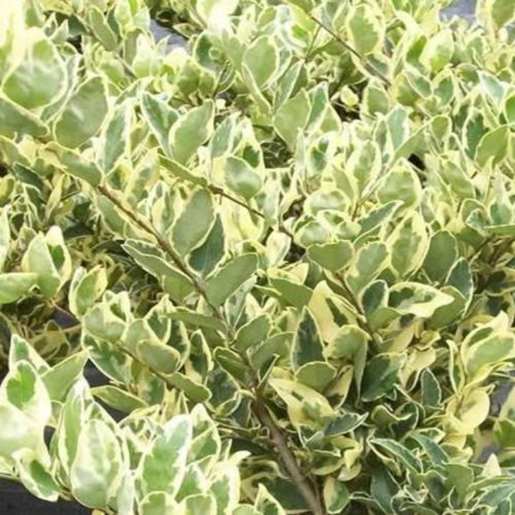 Ligustrum Jack Frost Variegated