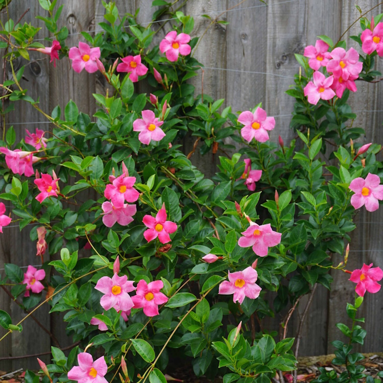 Mandevilla