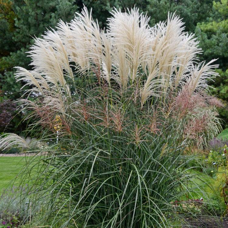 Miscanthus