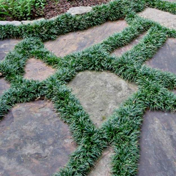 Mondo Grass