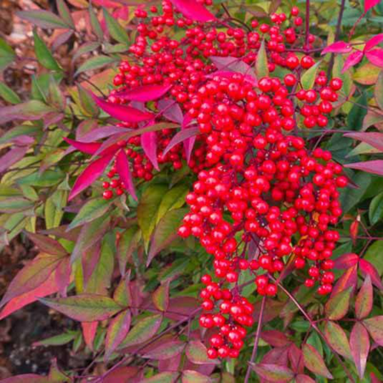 Nandina Domestica Heavenly Bamboo