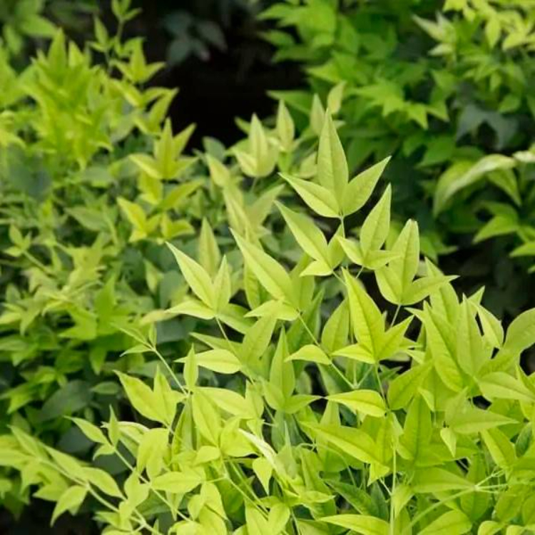 Nandina Lemon Lime