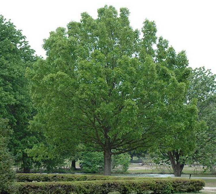 Trees