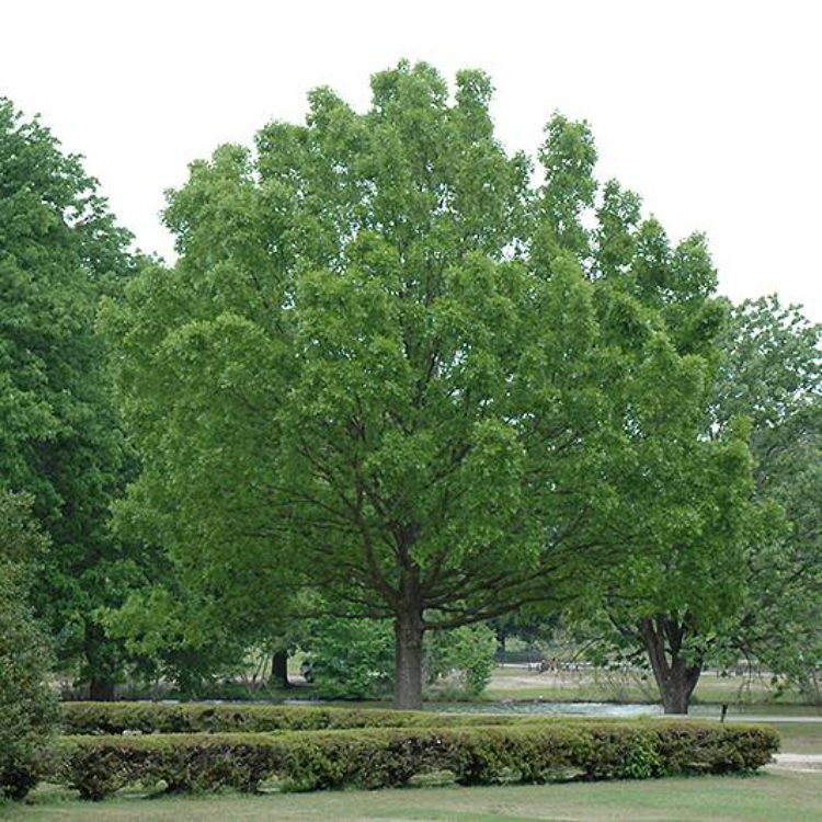 Trees