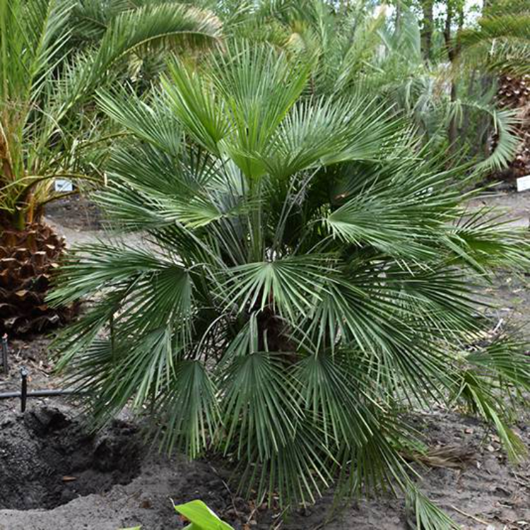 Palm Mediterranean Fan