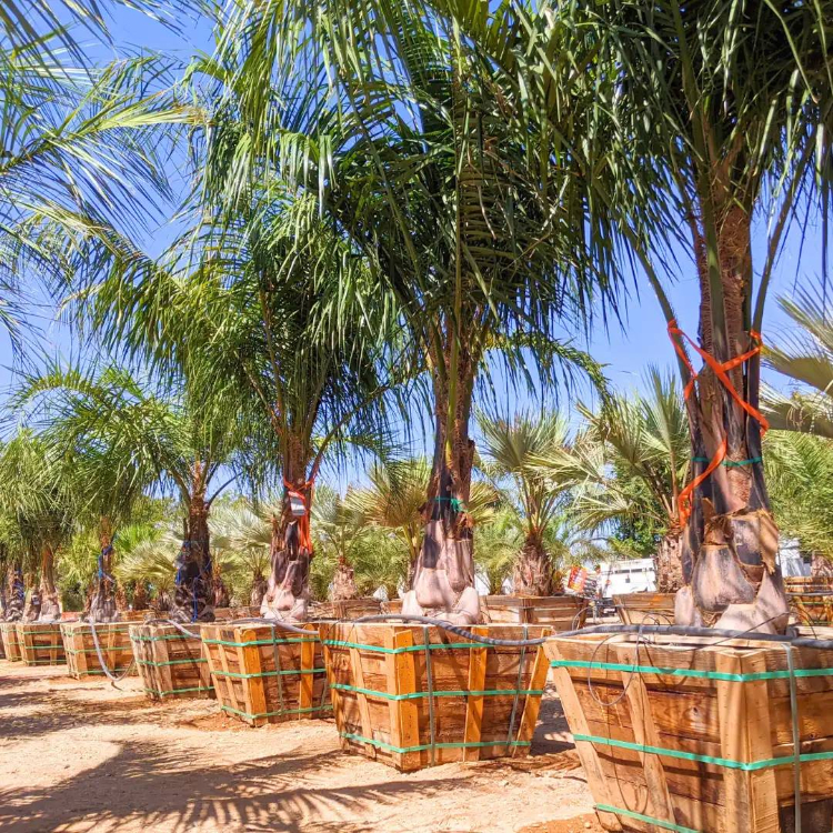 Palm Mule