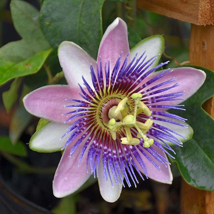 Passion Flower