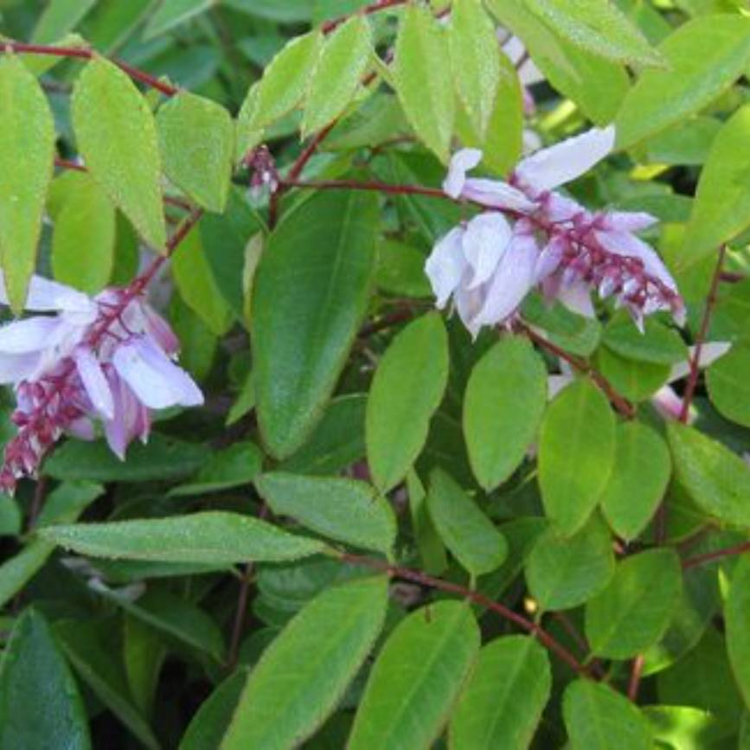 Pink Indigo