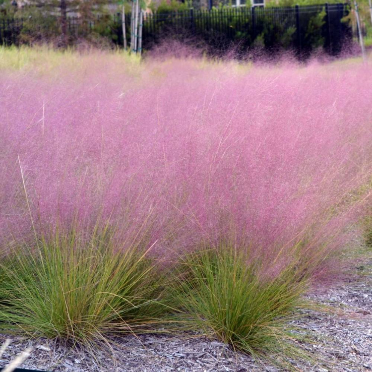 Pink Muhly