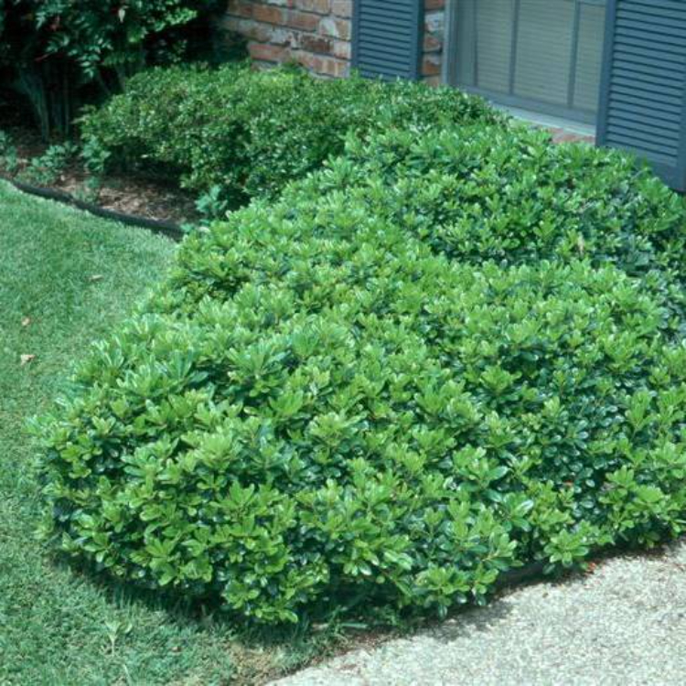 Pittisporum Wheeler s Dwarf