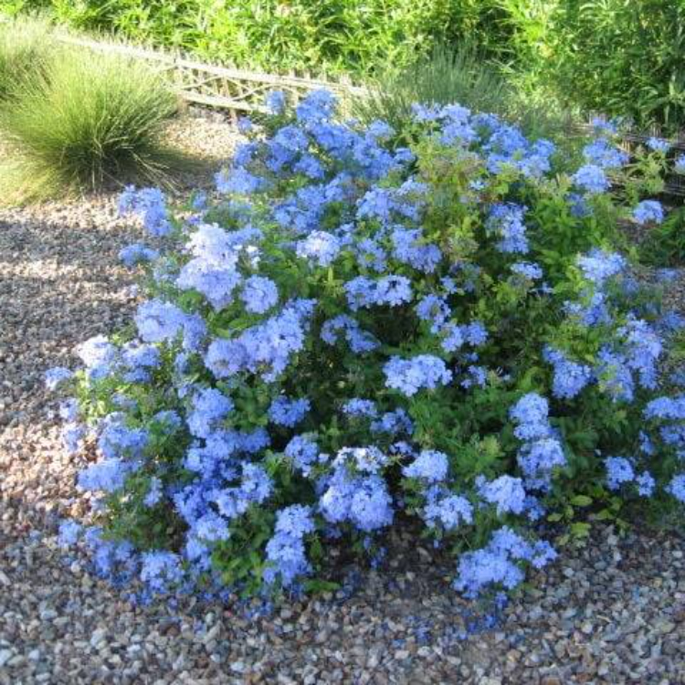Plumbago