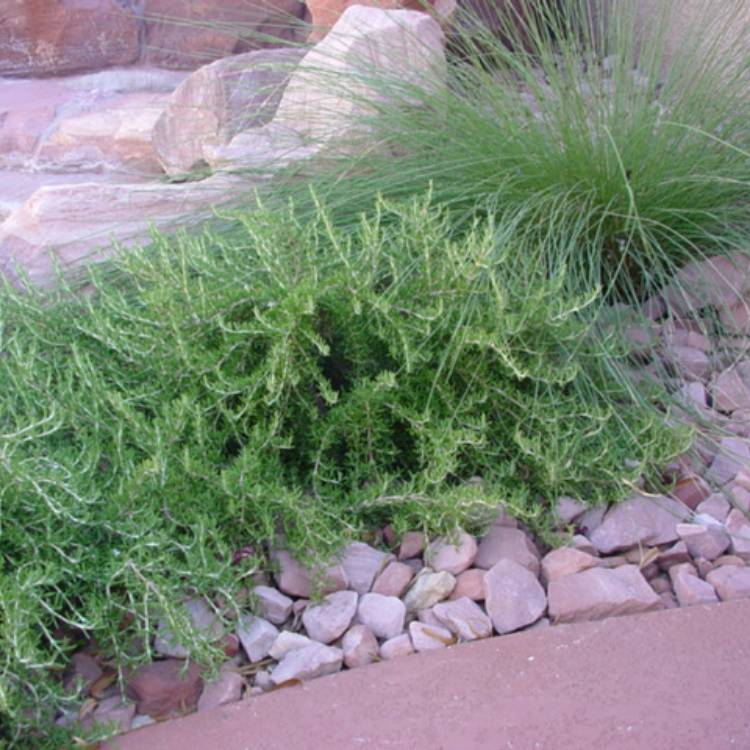 Prostrate Rosemary