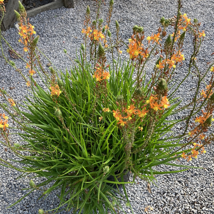 Rock Lilly (Orange Bubline)