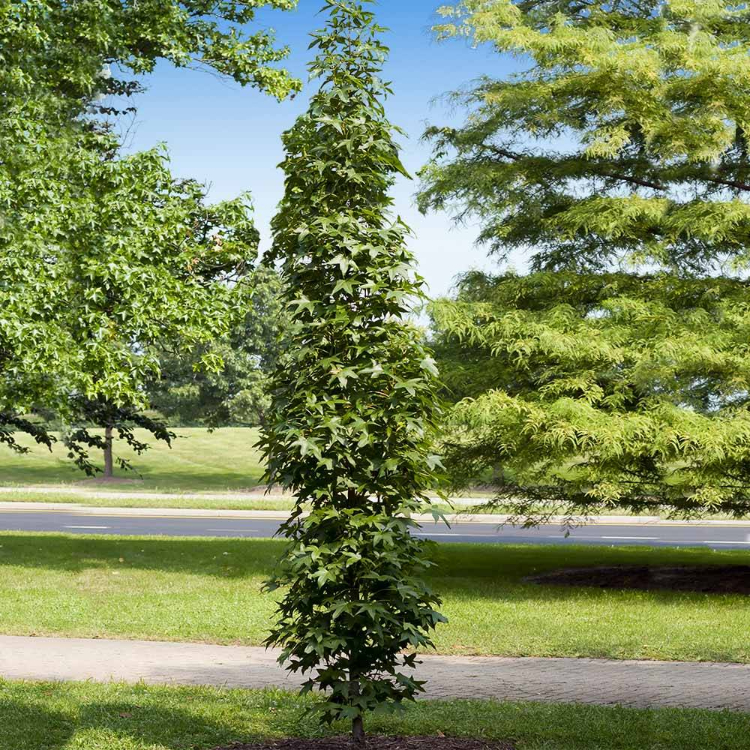 Sweetgum Slender Sillouette