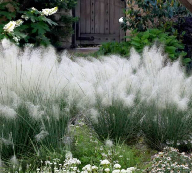 Ornamental Grasses