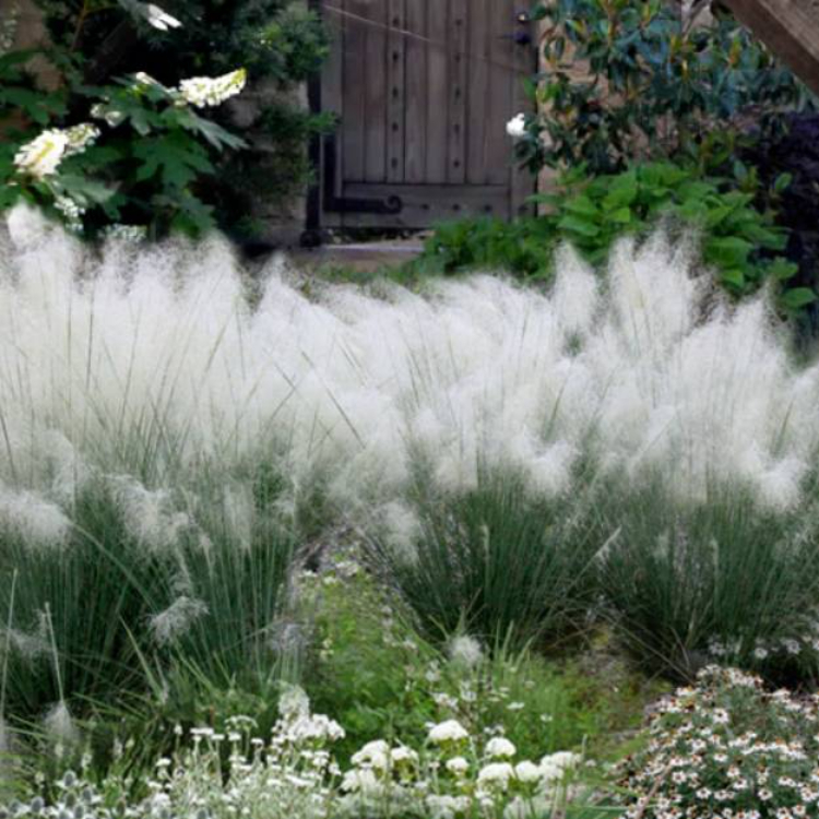 White Muhly Grass
