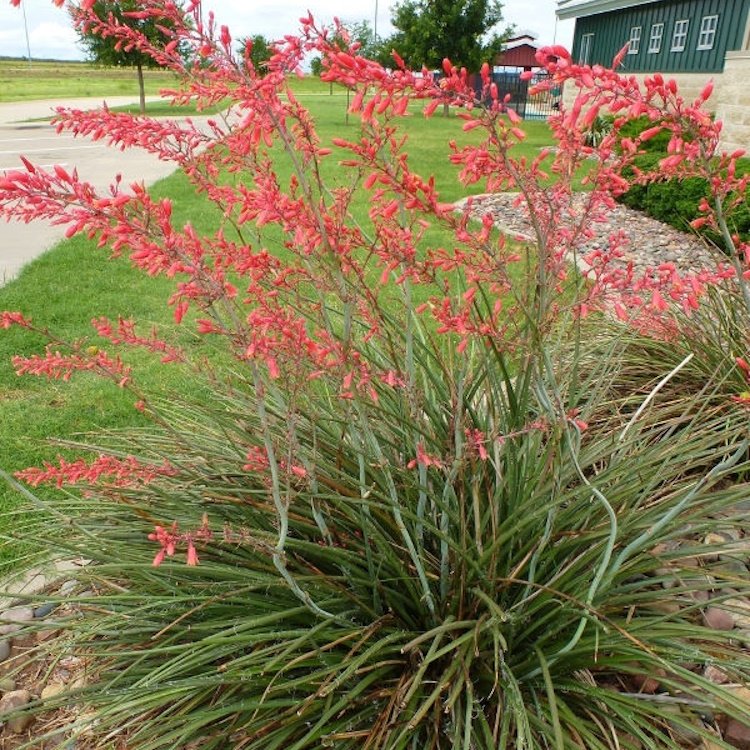 Yucca Red