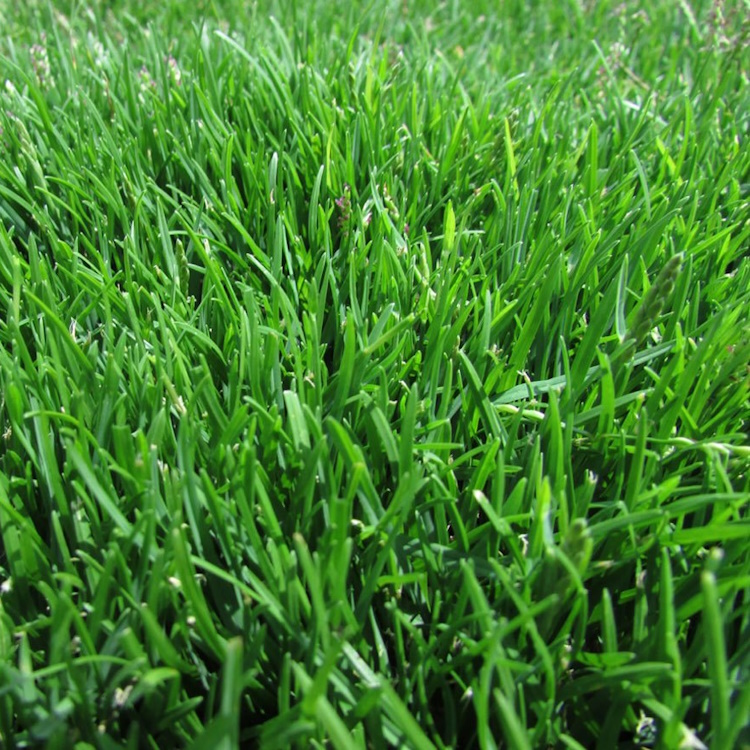 Zoysia