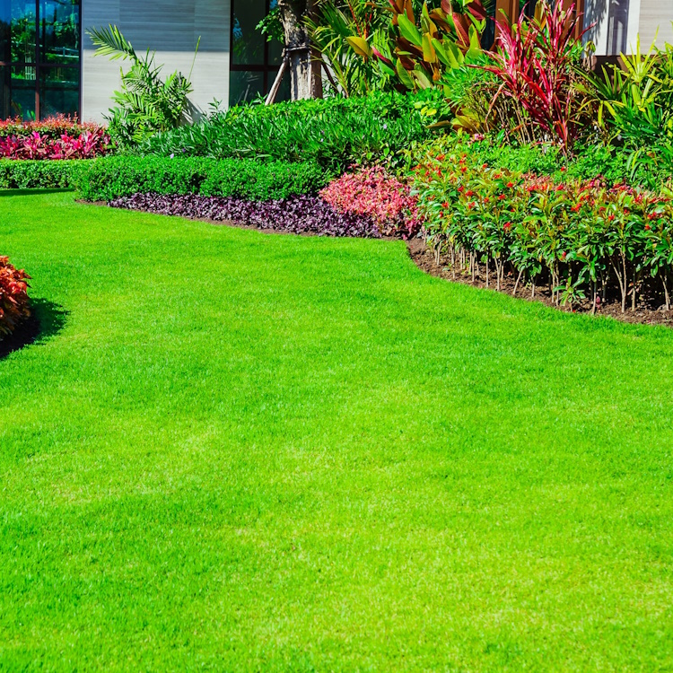 Zoysia
