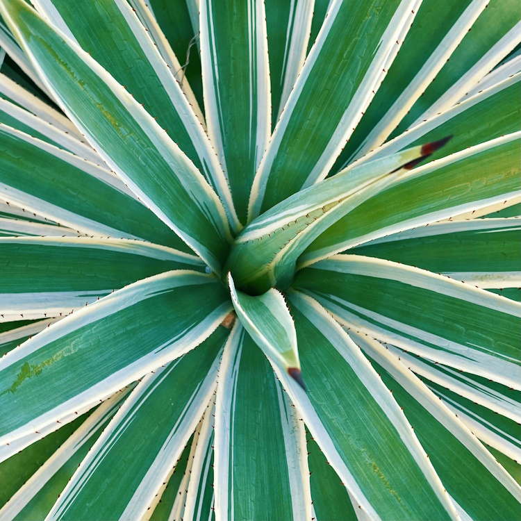 agave