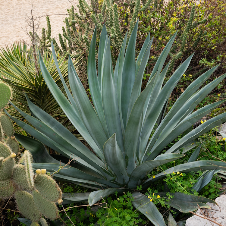 Desert succulent garden with agave and cactus plants in natural setting
