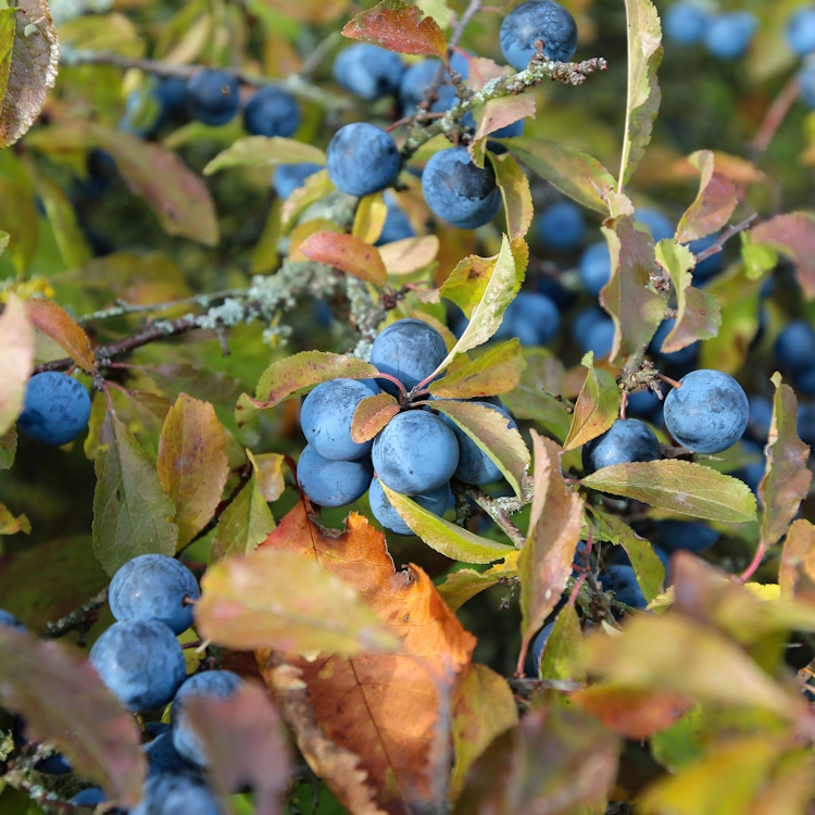 blueberry