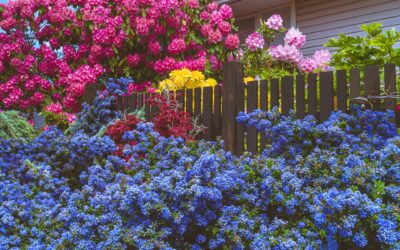 Windbreaks: How to Protect Your Garden from Strong Winds